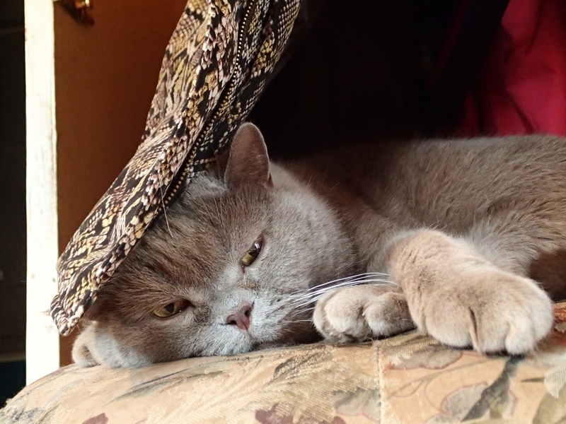 Кошки в нашей жизни. Кошки и все, что с ними связано.