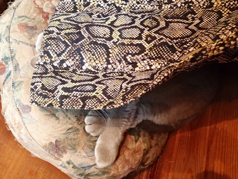 Кошки в нашей жизни. Кошки и все, что с ними связано.