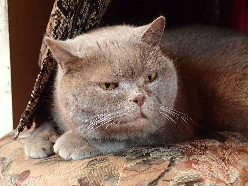 Кошки в нашей жизни. Кошки и все, что с ними связано.