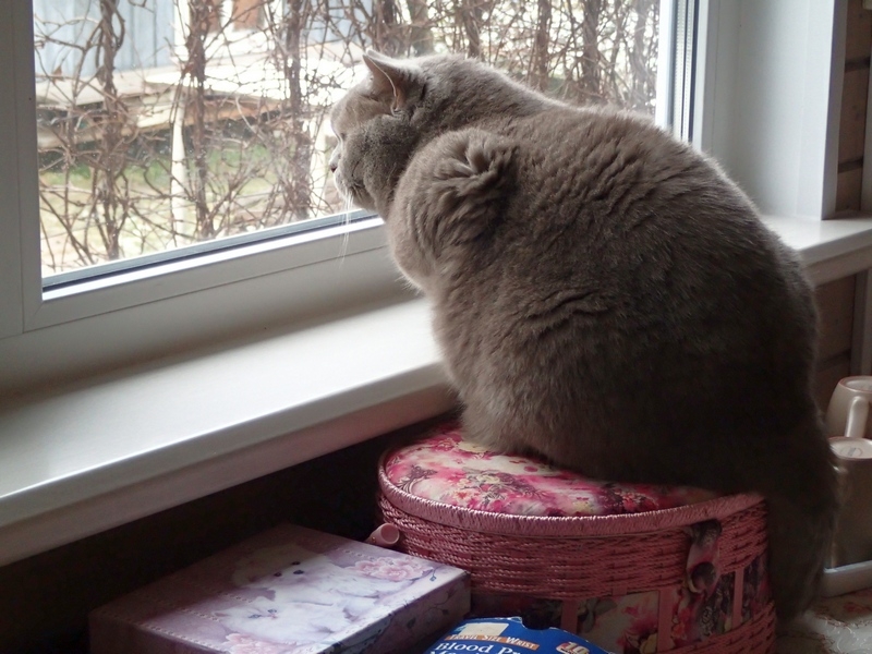 Кошки в нашей жизни. Кошки и все, что с ними связано.