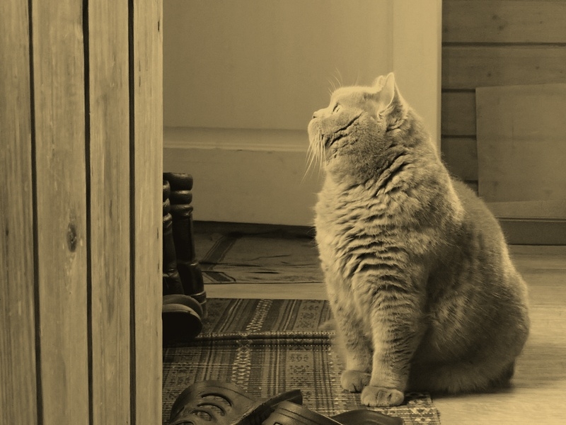 Кошки в нашей жизни. Кошки и все, что с ними связано.