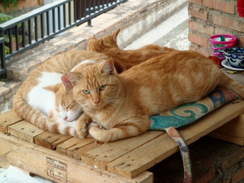 Кошки в нашей жизни. Кошки и все, что с ними связано.