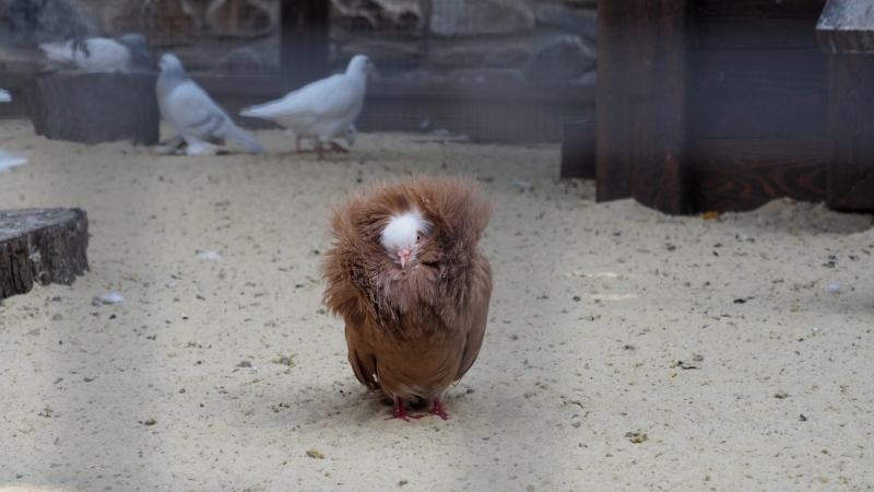 Парк Лога. Ростовская область.