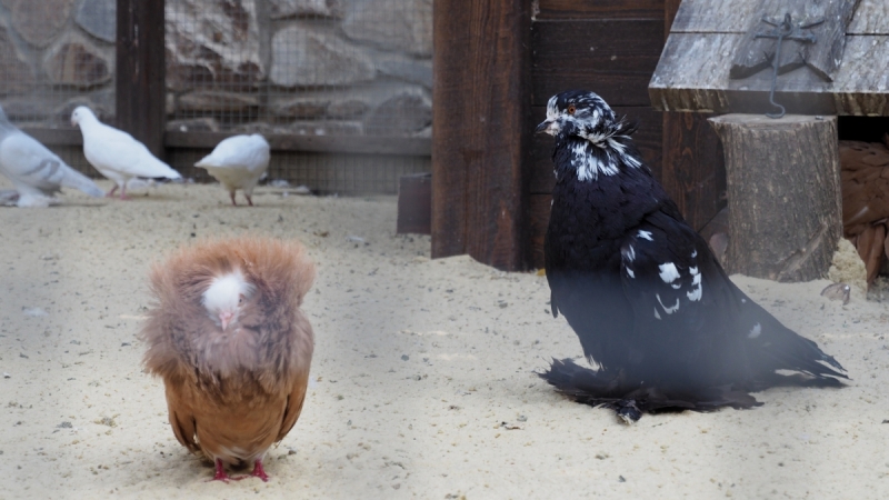 Парк Лога. Ростовская область.