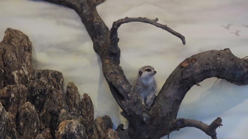 Парк Лога. Ростовская область.