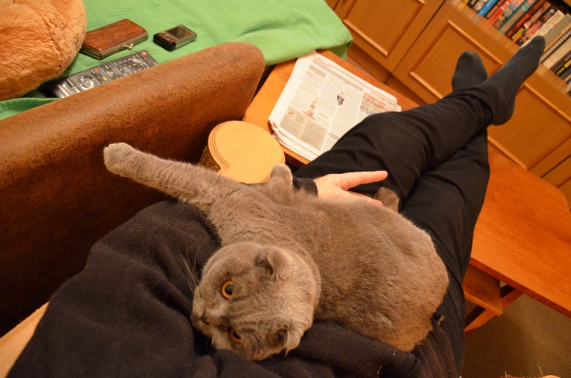 Кошки в нашей жизни. Кошки и все, что с ними связано.