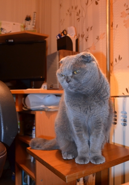 Кошки в нашей жизни. Кошки и все, что с ними связано.