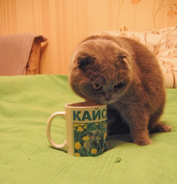 Кошки в нашей жизни. Кошки и все, что с ними связано.