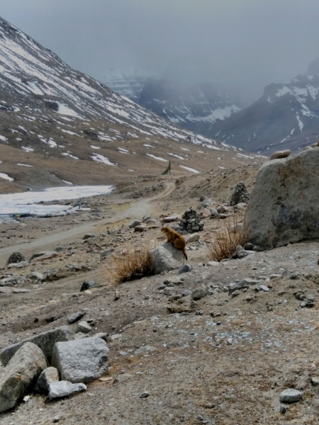 В Тибет на кору. Май 2017