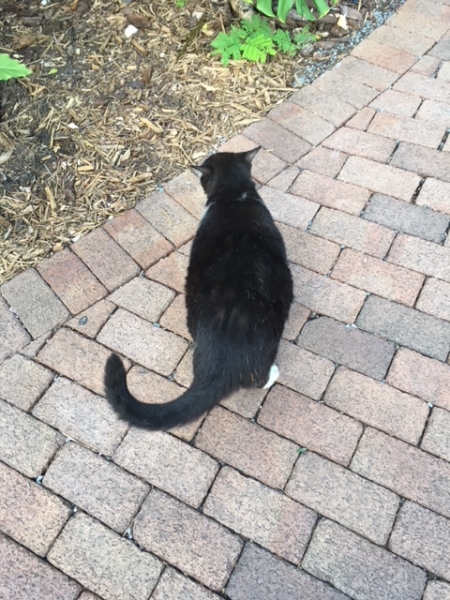 Кошки в нашей жизни. Кошки и все, что с ними связано.