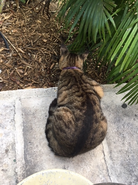 Кошки в нашей жизни. Кошки и все, что с ними связано.