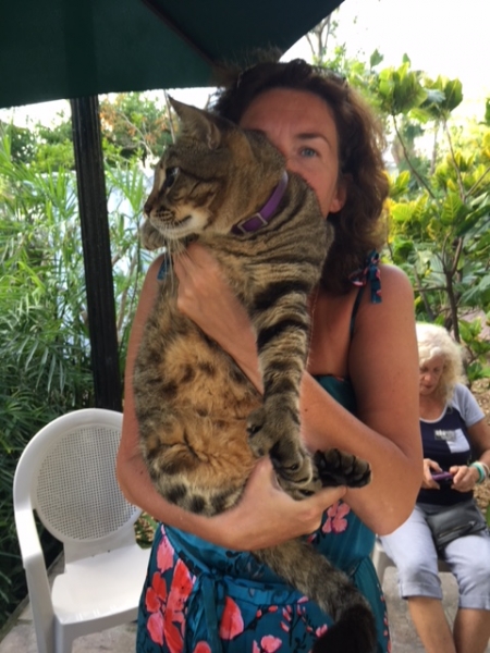 Кошки в нашей жизни. Кошки и все, что с ними связано.