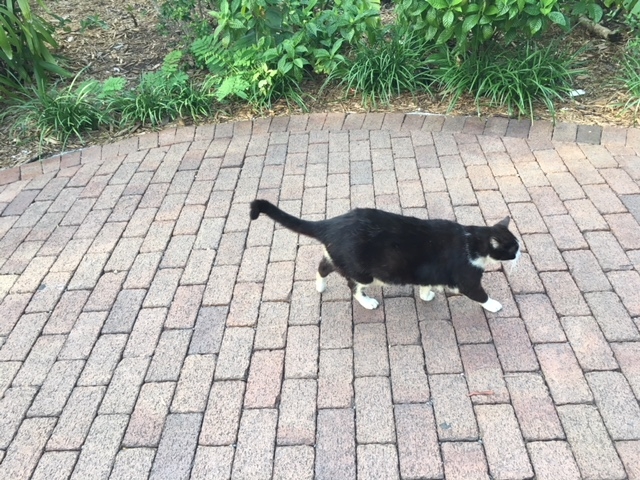 Кошки в нашей жизни. Кошки и все, что с ними связано.