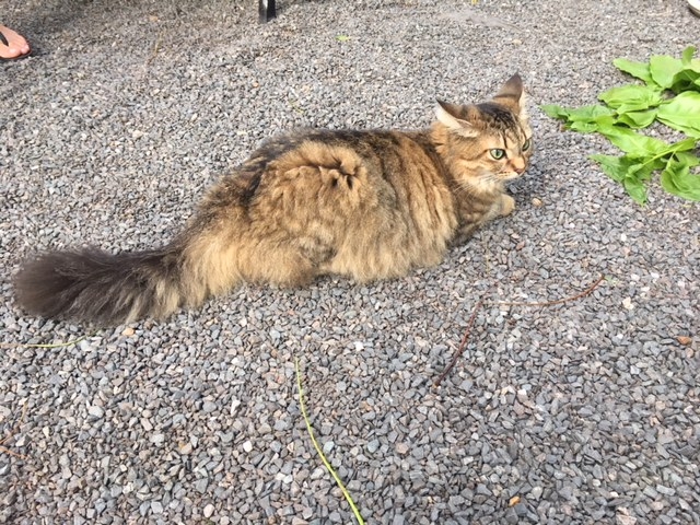 Кошки в нашей жизни. Кошки и все, что с ними связано.