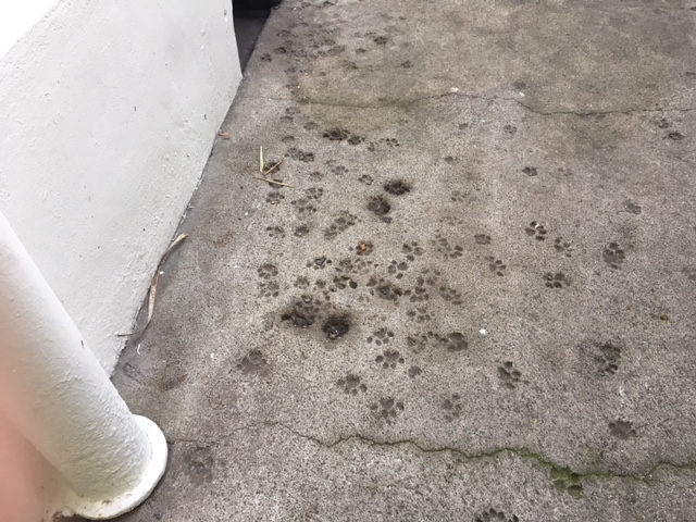 Кошки в нашей жизни. Кошки и все, что с ними связано.