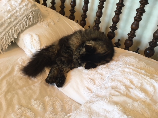 Кошки в нашей жизни. Кошки и все, что с ними связано.