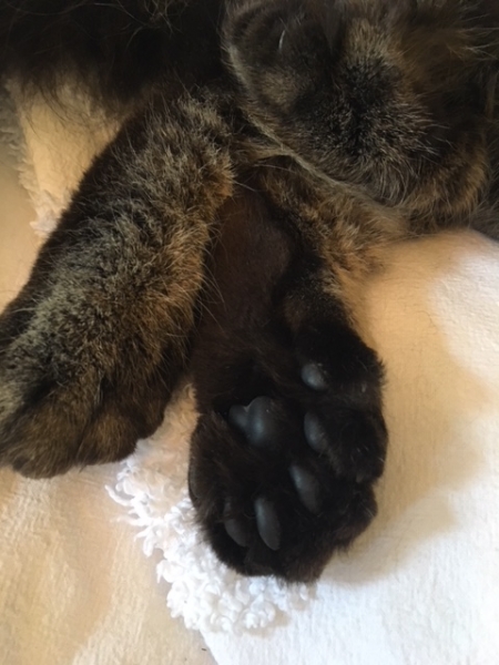 Кошки в нашей жизни. Кошки и все, что с ними связано.