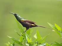 Бронзовая нектарница