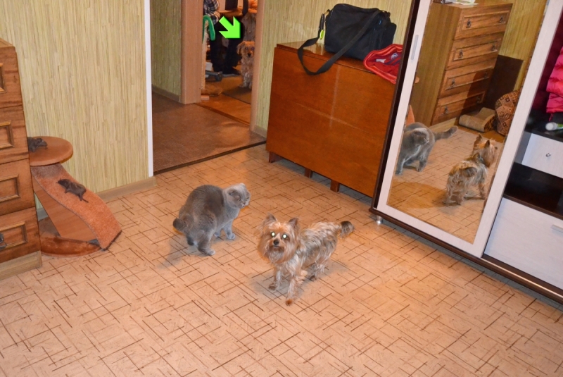 Кошки в нашей жизни. Кошки и все, что с ними связано.