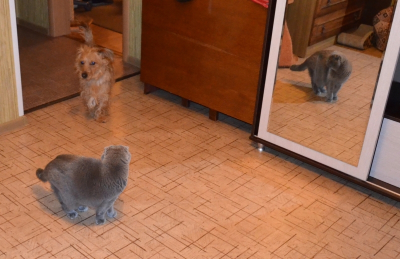 Кошки в нашей жизни. Кошки и все, что с ними связано.