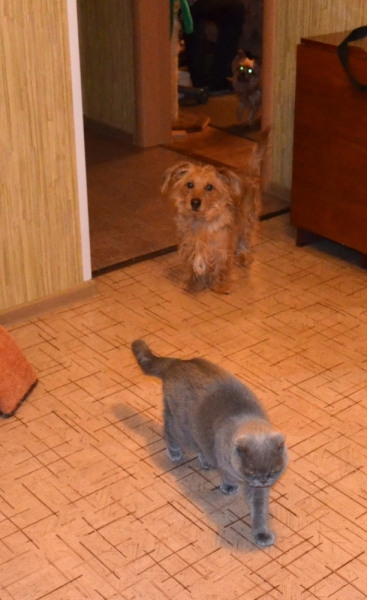 Кошки в нашей жизни. Кошки и все, что с ними связано.