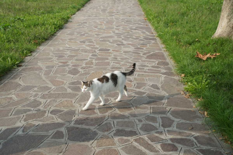 Отвези тещу на день рождения в Европу и получи стотыщ плюсов к карме