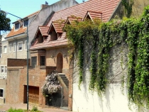 olivos8