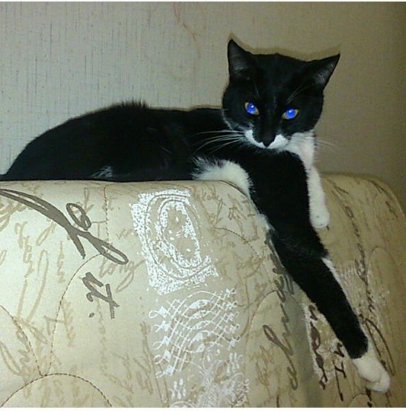 Кошки в нашей жизни. Кошки и все, что с ними связано.