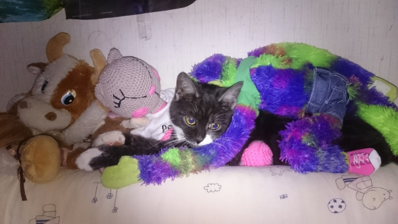 Кошки в нашей жизни. Кошки и все, что с ними связано.