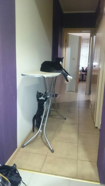 Кошки в нашей жизни. Кошки и все, что с ними связано.