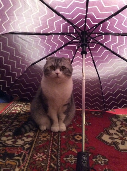 Кошки в нашей жизни. Кошки и все, что с ними связано.