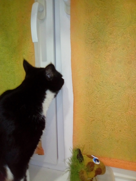 Кошки в нашей жизни. Кошки и все, что с ними связано.