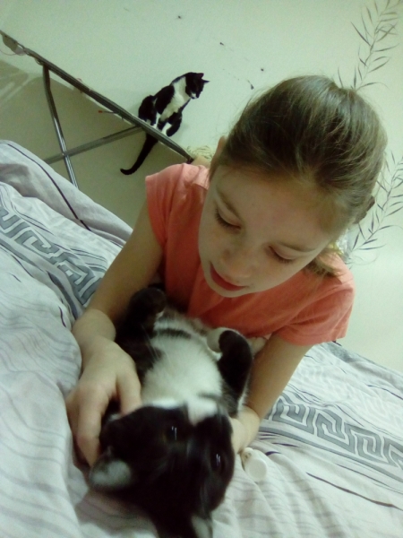 Кошки в нашей жизни. Кошки и все, что с ними связано.