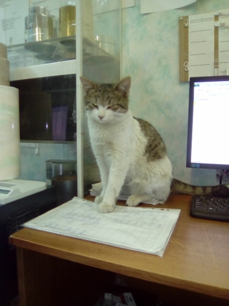 Кошки в нашей жизни. Кошки и все, что с ними связано.