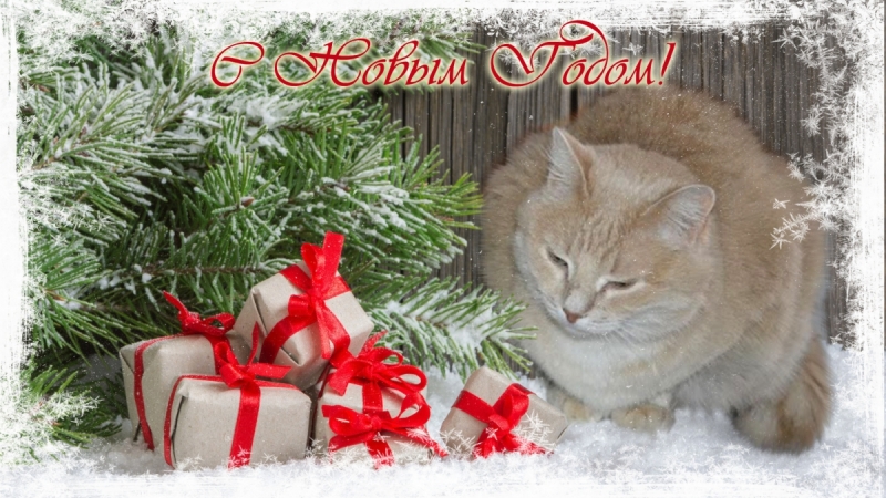 Кошки в нашей жизни. Кошки и все, что с ними связано.