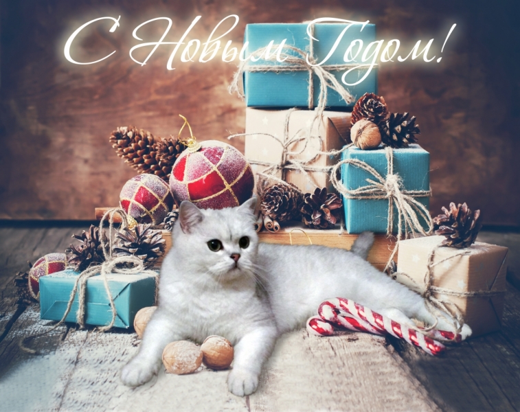 Кошки в нашей жизни. Кошки и все, что с ними связано.