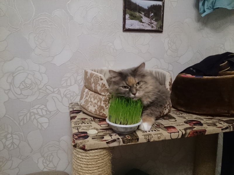 Кошки в нашей жизни. Кошки и все, что с ними связано.