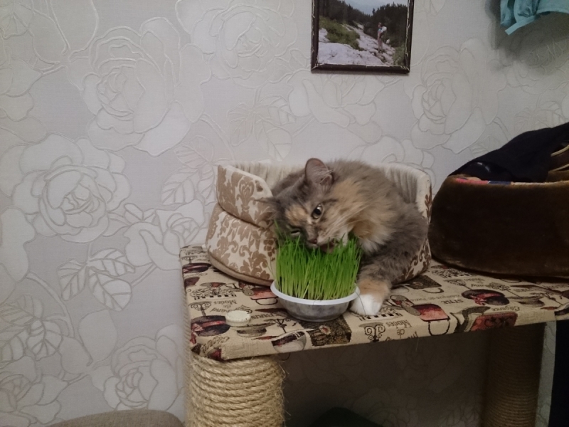 Кошки в нашей жизни. Кошки и все, что с ними связано.