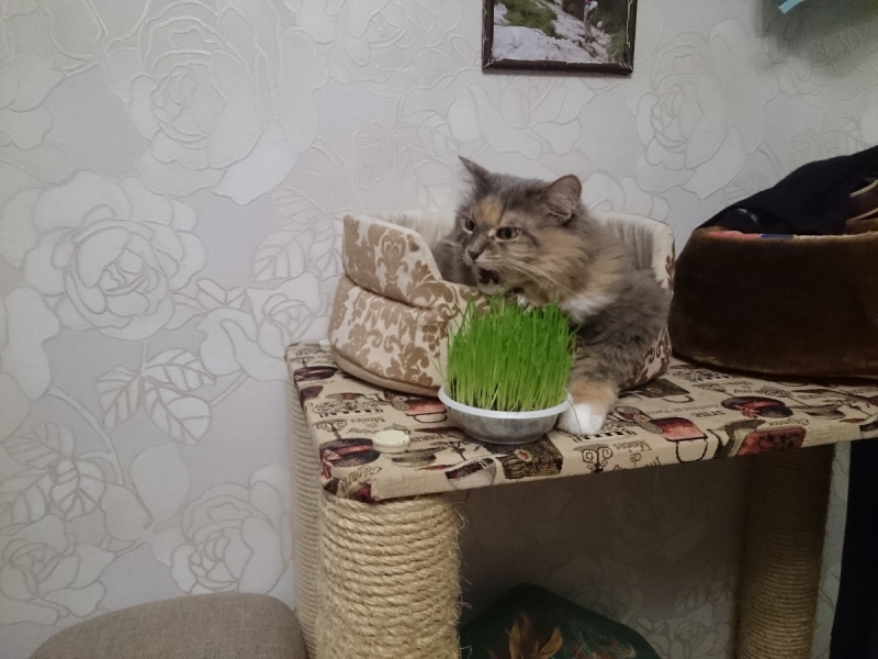 Кошки в нашей жизни. Кошки и все, что с ними связано.