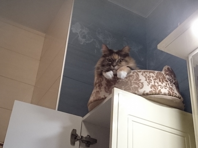 Кошки в нашей жизни. Кошки и все, что с ними связано.