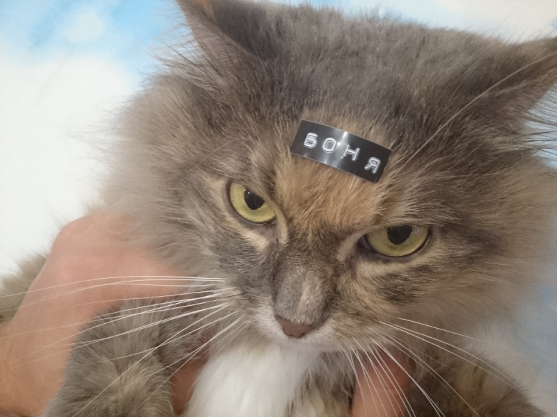 Кошки в нашей жизни. Кошки и все, что с ними связано.