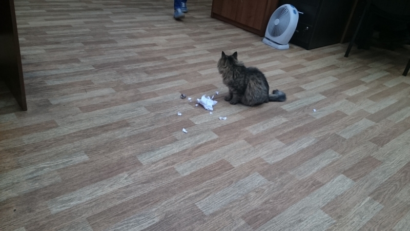 Кошки в нашей жизни. Кошки и все, что с ними связано.