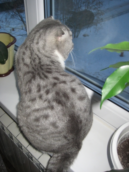 Кошки в нашей жизни. Кошки и все, что с ними связано.