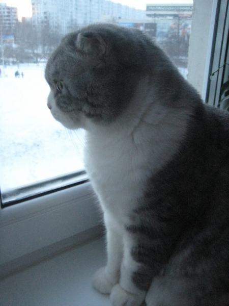 Кошки в нашей жизни. Кошки и все, что с ними связано.