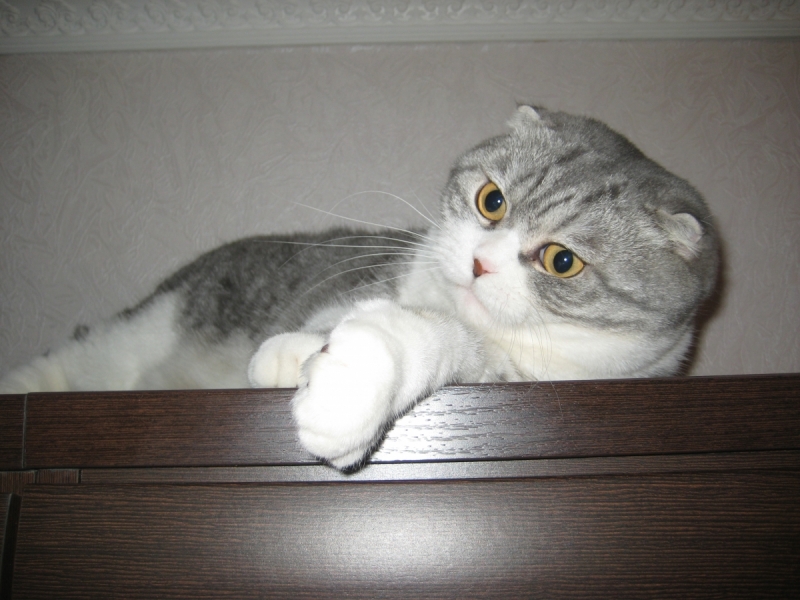 Кошки в нашей жизни. Кошки и все, что с ними связано.