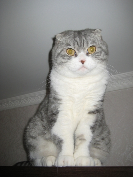 Кошки в нашей жизни. Кошки и все, что с ними связано.