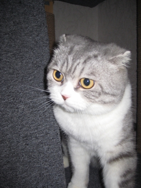 Кошки в нашей жизни. Кошки и все, что с ними связано.