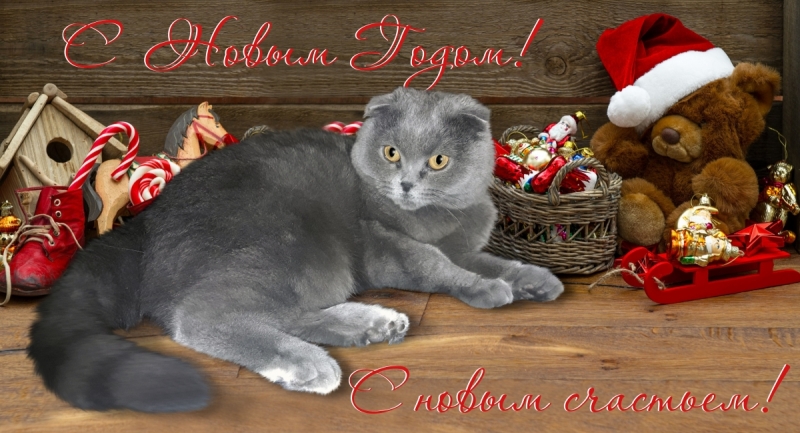 Кошки в нашей жизни. Кошки и все, что с ними связано.