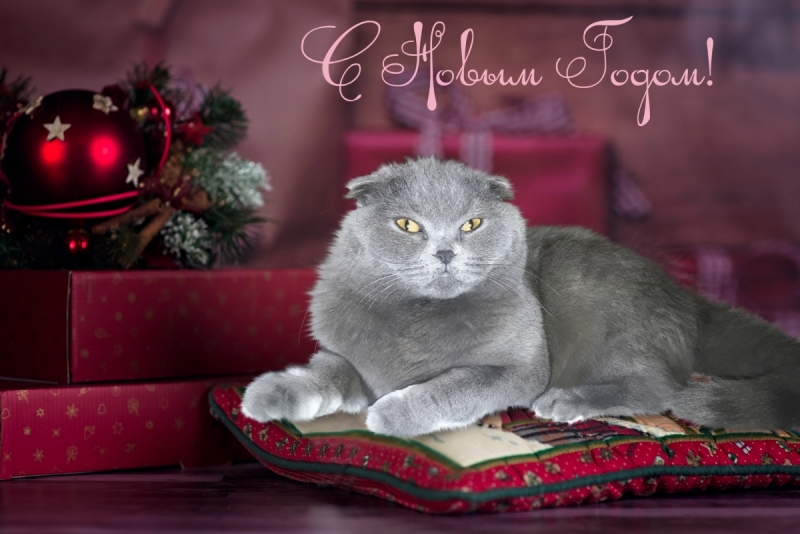 Кошки в нашей жизни. Кошки и все, что с ними связано.