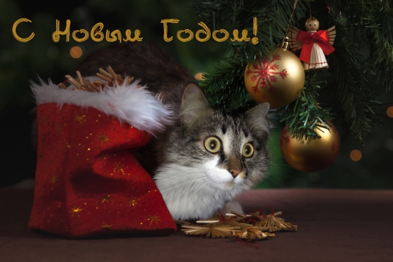 Кошки в нашей жизни. Кошки и все, что с ними связано.